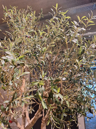Faux Olive Tree 250cm
