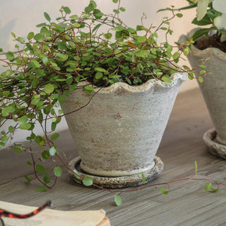 Textured Stone Carden Planter - Pre Order Expected August