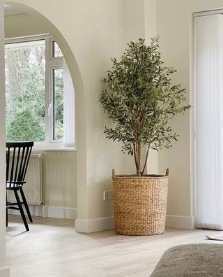 Faux Olive Tree - Extra Large 170cm - Pre Order Expected March