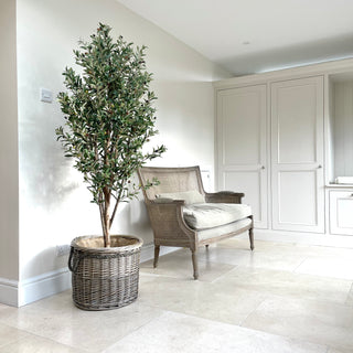 Faux Olive Tree - Extra Large 170cm - Pre Order Expected March